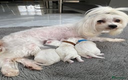 Maltese dogs for sale: 🌟KC STUNNING half-Korean Maltese puppies 🌟 - Image 26