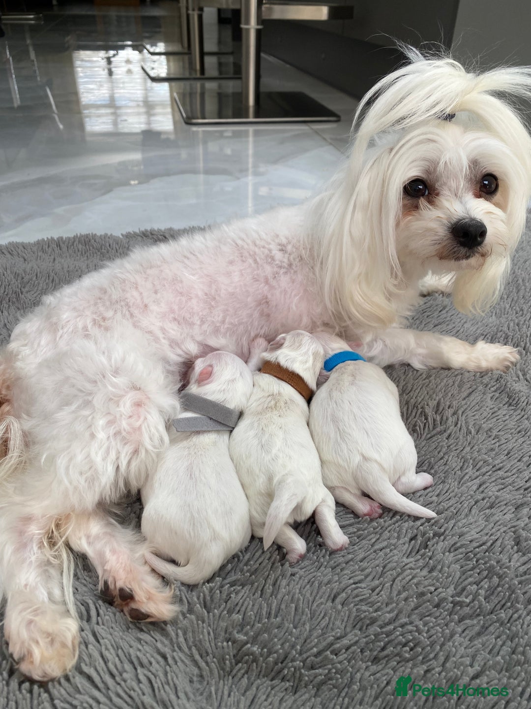 Maltese dogs for sale: 🌟KC STUNNING half-Korean Maltese puppies 🌟 - Image 26