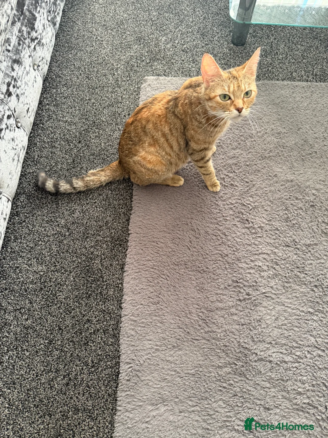 Bengal cats for sale: Bengal Kittens - Advert 1