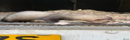 Ferret rodents for sale: Mr hobnob - Advert 6