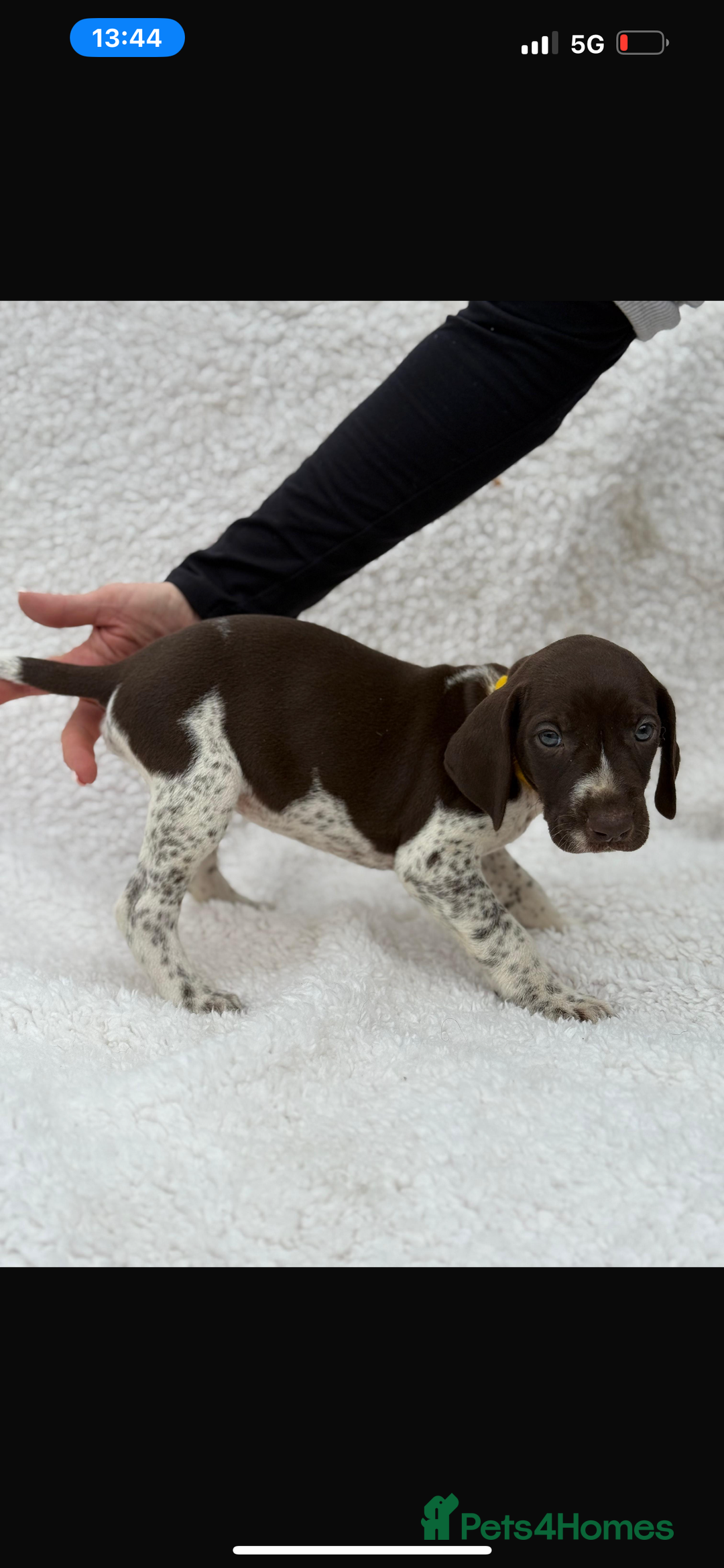 German Shorthaired Pointer dogs for sale: KC registered German Shorthair Pointer Puppy - Advert 13