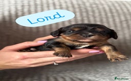 Cavalier King Charles Spaniel dogs for sale: KC Cavalier King Charles spaniels  - Advert 5