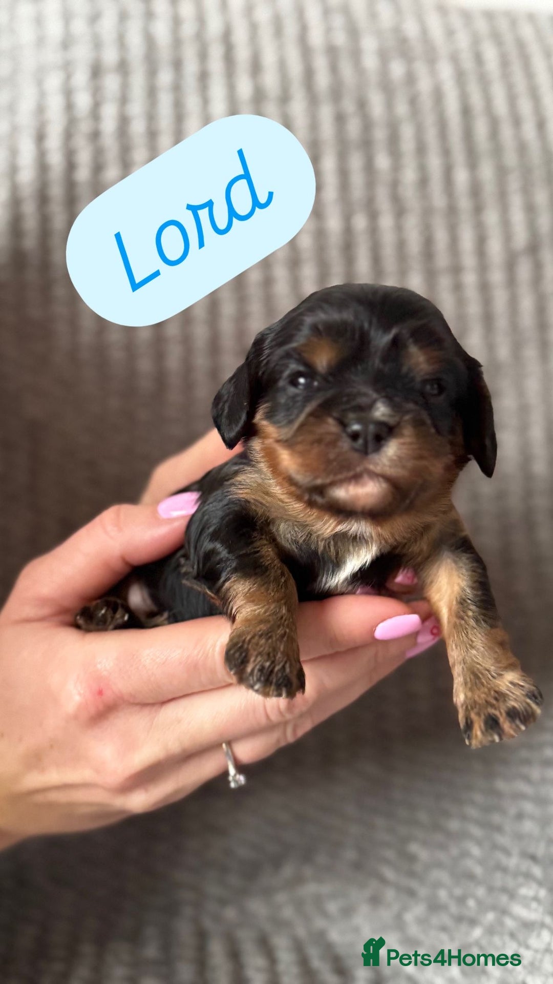 Cavalier King Charles Spaniel dogs for sale: KC Cavalier King Charles spaniels  - Advert 5