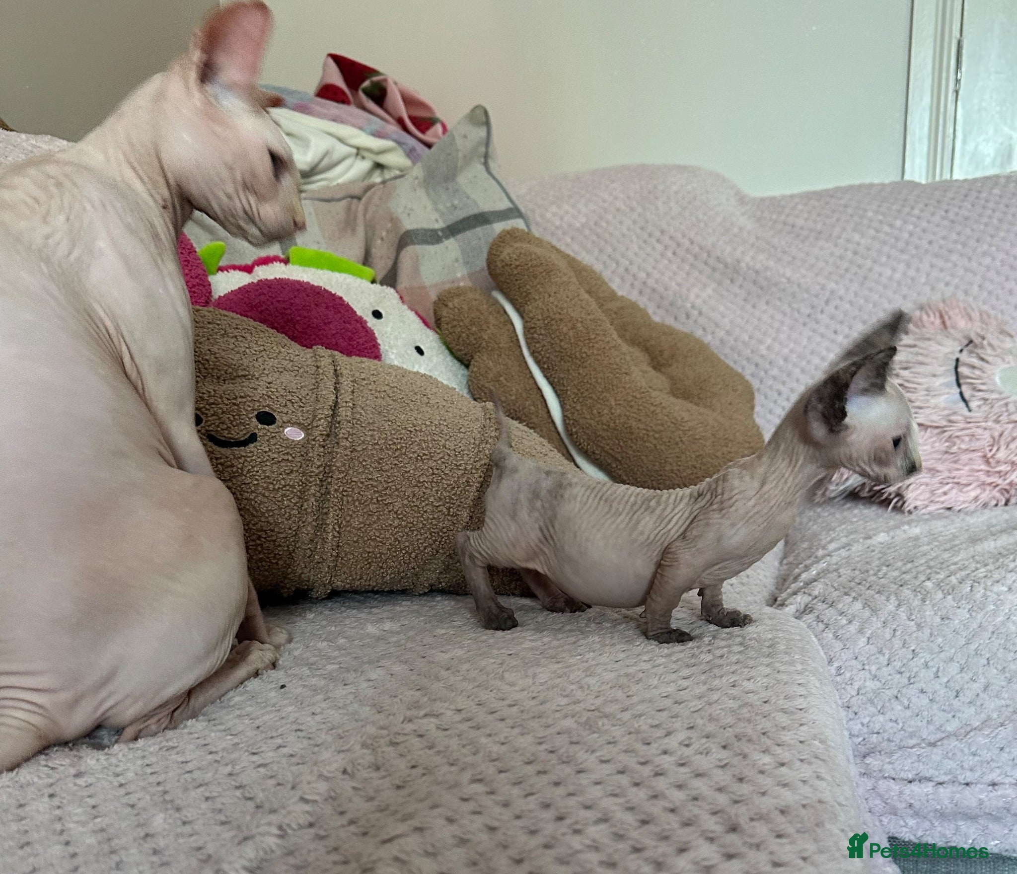 Sphynx cats sphynx bambino kitten Ready Now ! - Advert 9