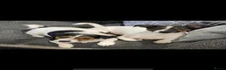 Jack Russell dogs for sale: Stunning Jack Russell puppies in Preston - Advert 10