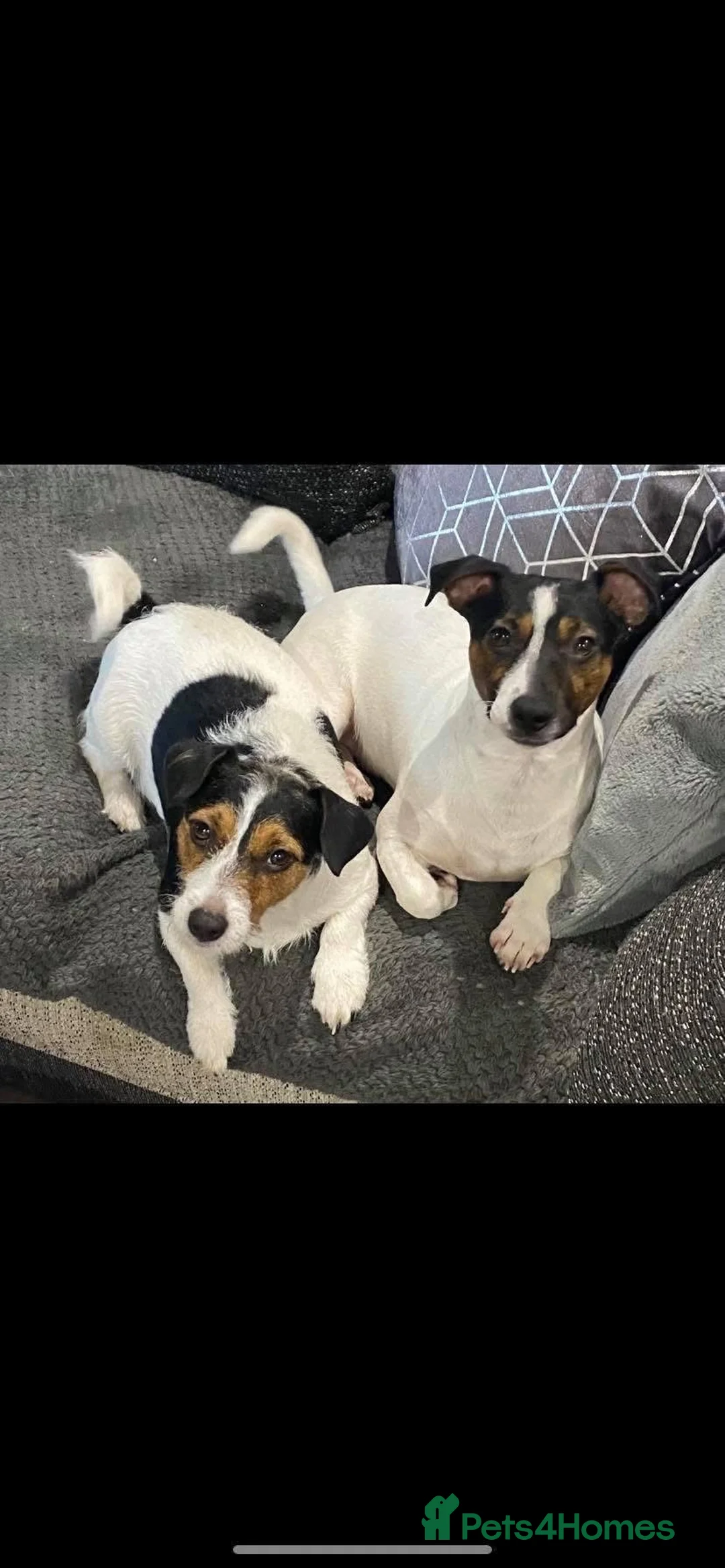 Jack Russell dogs for sale: Stunning Jack Russell puppies in Preston - Advert 10