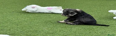 Miniature Schnauzer 2