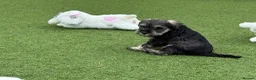 Miniature Schnauzer dogs for sale: 🐾 KC Registered Miniature Schnauzer Puppies 🐾 - Advert 3