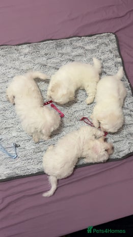 Mixed Breed dogs - Advert 5