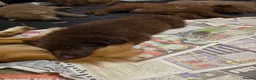 German Shepherd dogs for sale: German shepherd pups - Advert 9