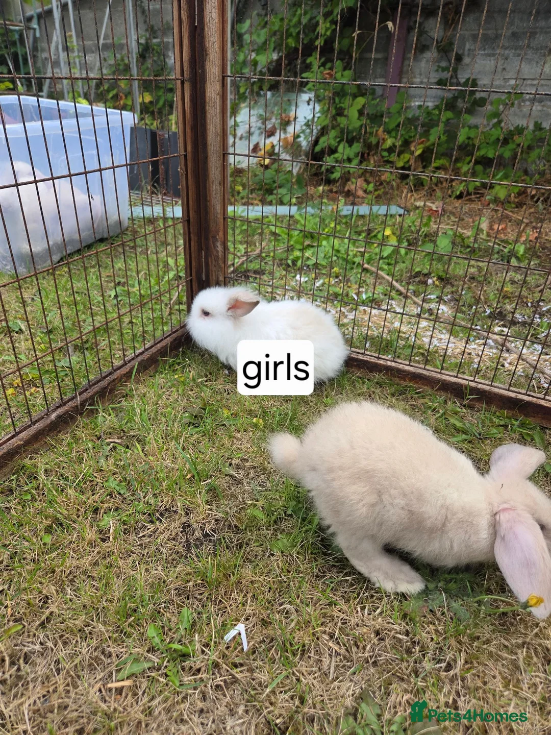 Mini Lion Lop rabbits for sale: Mini lion lops for sale  - Advert 5