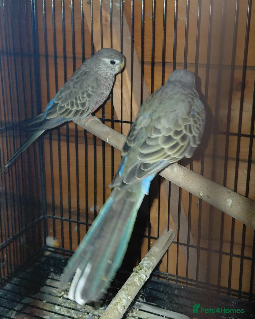 Parakeets birds for sale: Bourke parakeets pair  - Advert 11