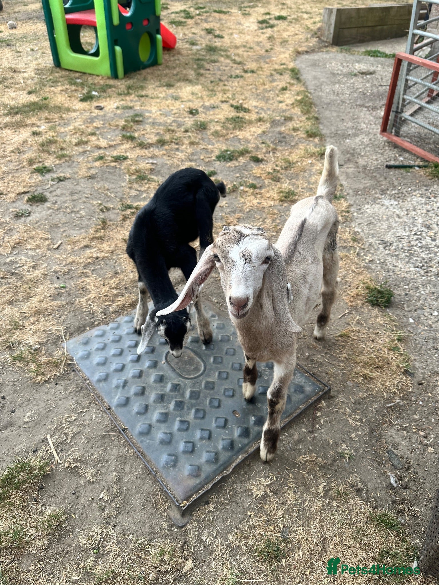 Goats livestock  baby goats kids dairy males goat - Advert 16