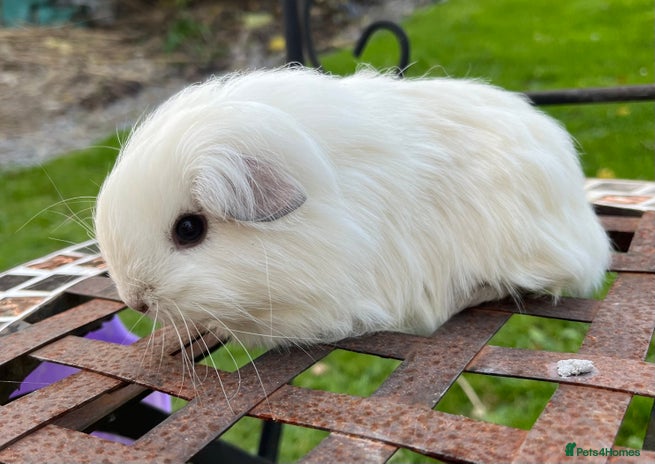 Guinea Pig rodents - Advert 11