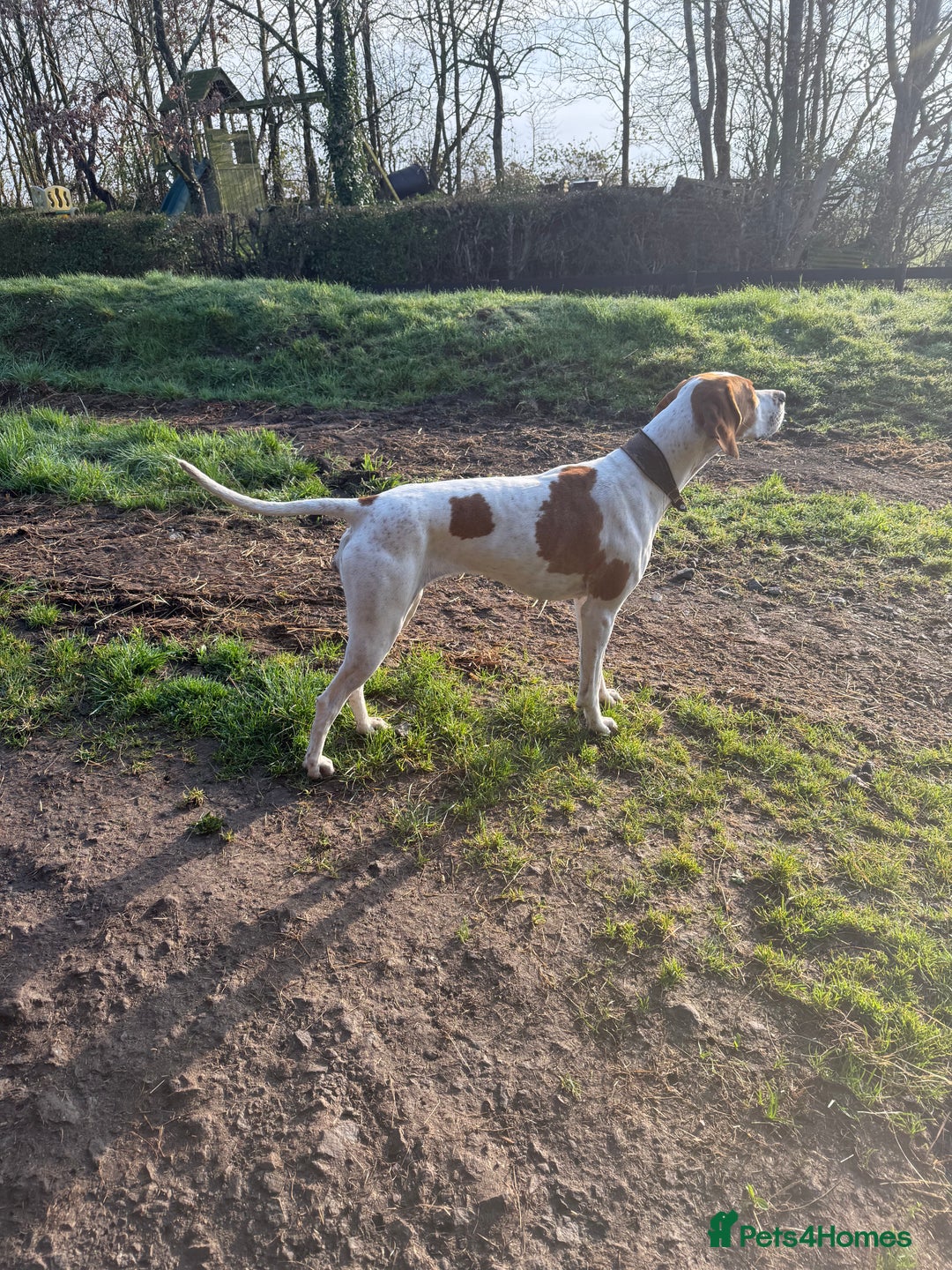 Pointer dogs for sale: Last Beautiful English Pointer - Advert 2