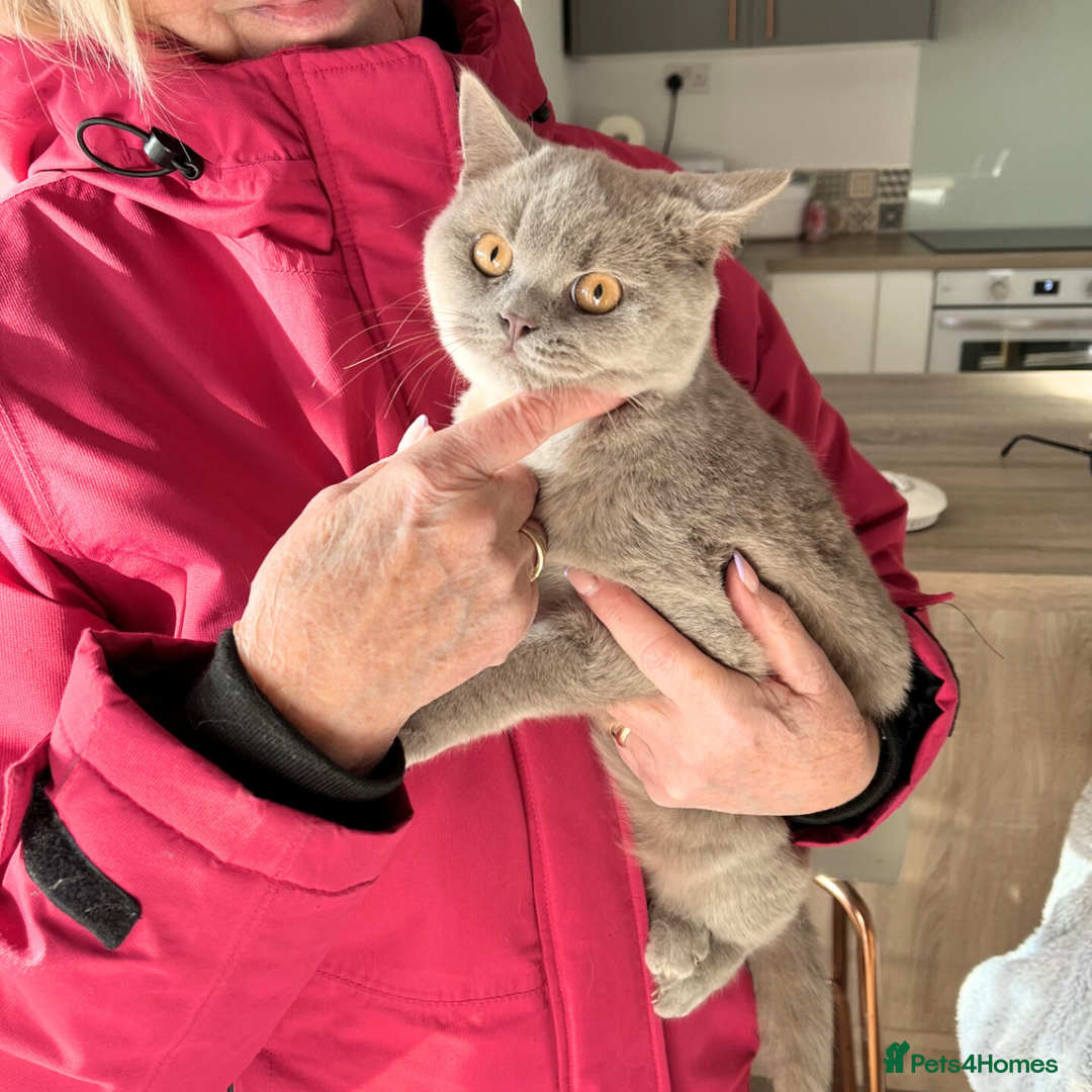 British Shorthair cats for sale: Fawn PKD Clear Active GCCF Reg Male - Advert 3