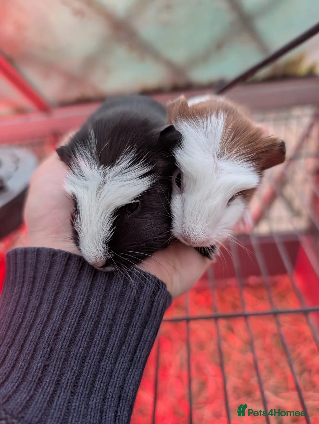 Guinea Pig rodents for sale: Baby guinea pig pair boys  - Advert 1