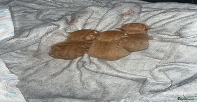 Mixed Breed cats Stunning ginger kittens  - Advert 10