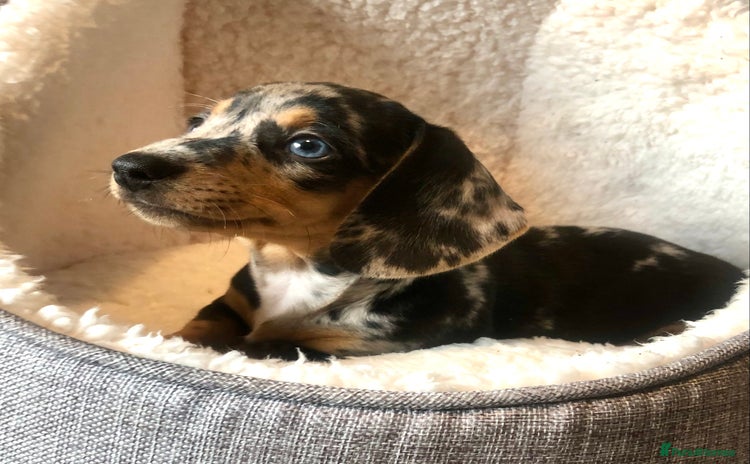 Miniature Dachshund dogs - Advert 7