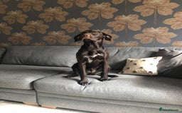 German Shorthaired Pointer dogs for sale: Stunning KC German Shorthaired Pointer Puppies - Image 15