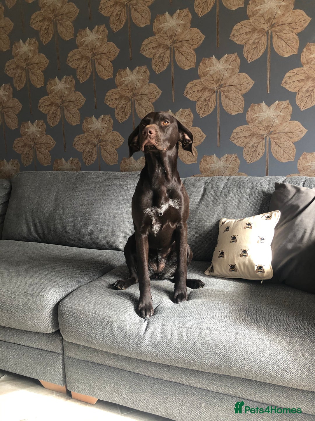 German Shorthaired Pointer dogs for sale: Stunning KC German Shorthaired Pointer Puppies - Image 15