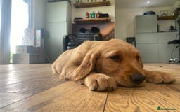 Golden Retriever dogs for sale: Kc pedigree golden retrievers (fox red  in Malton - Image 1