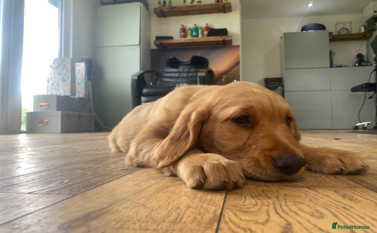 Golden Retriever dogs in Malton - Advert 16