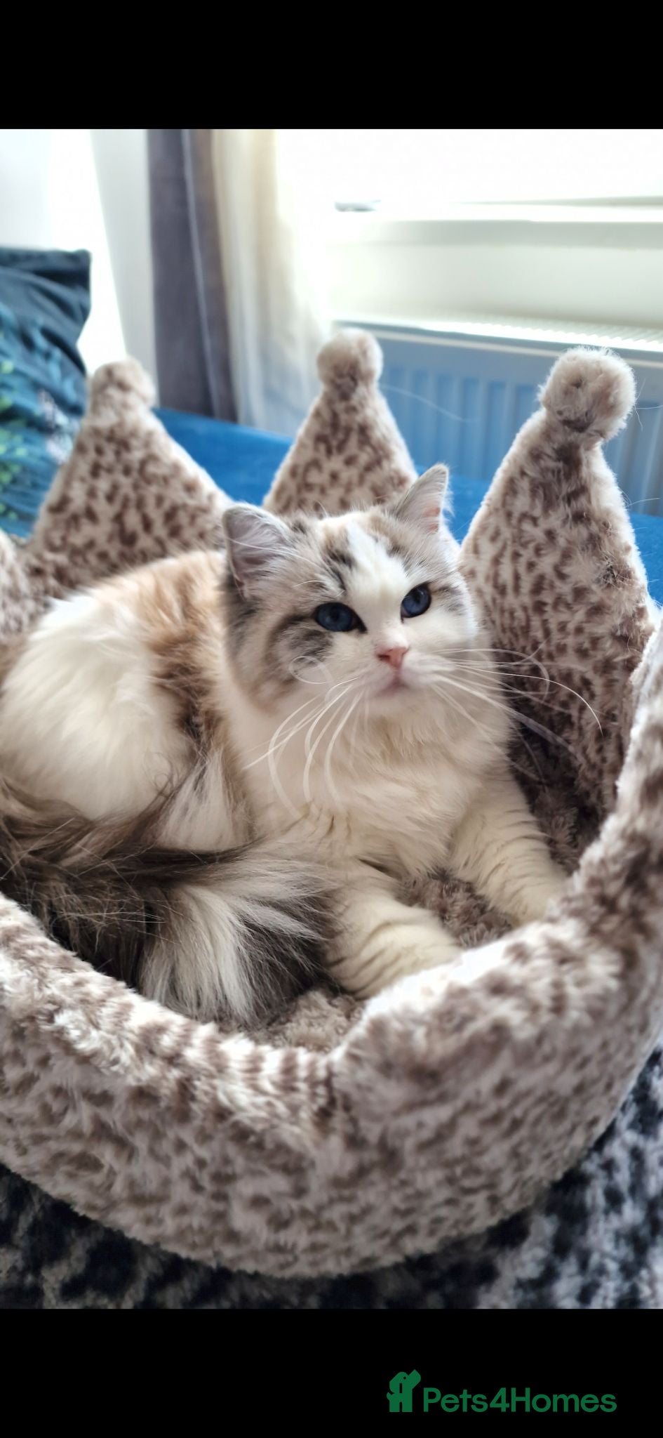 Ragdoll cats 🥰🎀 2 Stunning retired Queens top European lines - Advert 2