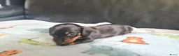 Miniature Dachshund dogs for sale: 1 girl 3 boys Miniature Dachshund pups in Pontefract - Advert 6