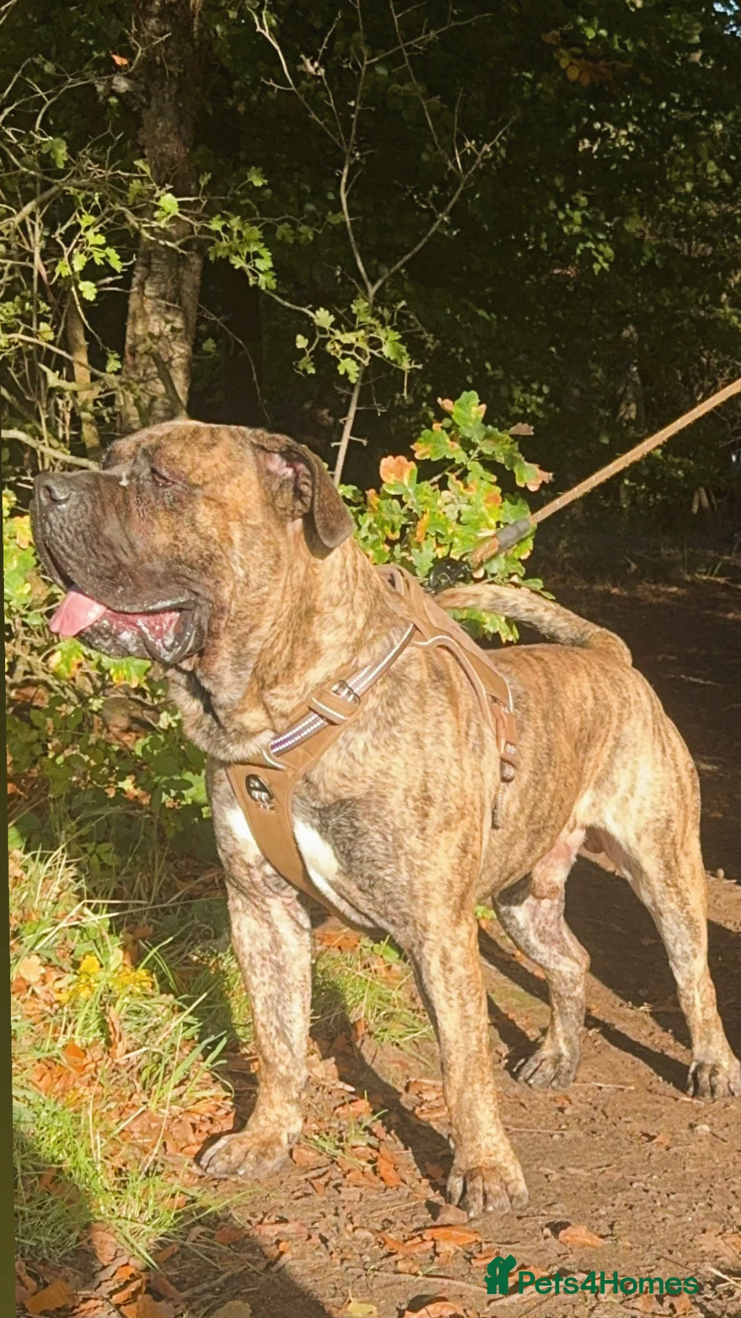 Presa Canario dogs for stud: Presa Canario STUD  in Salford - Advert 2