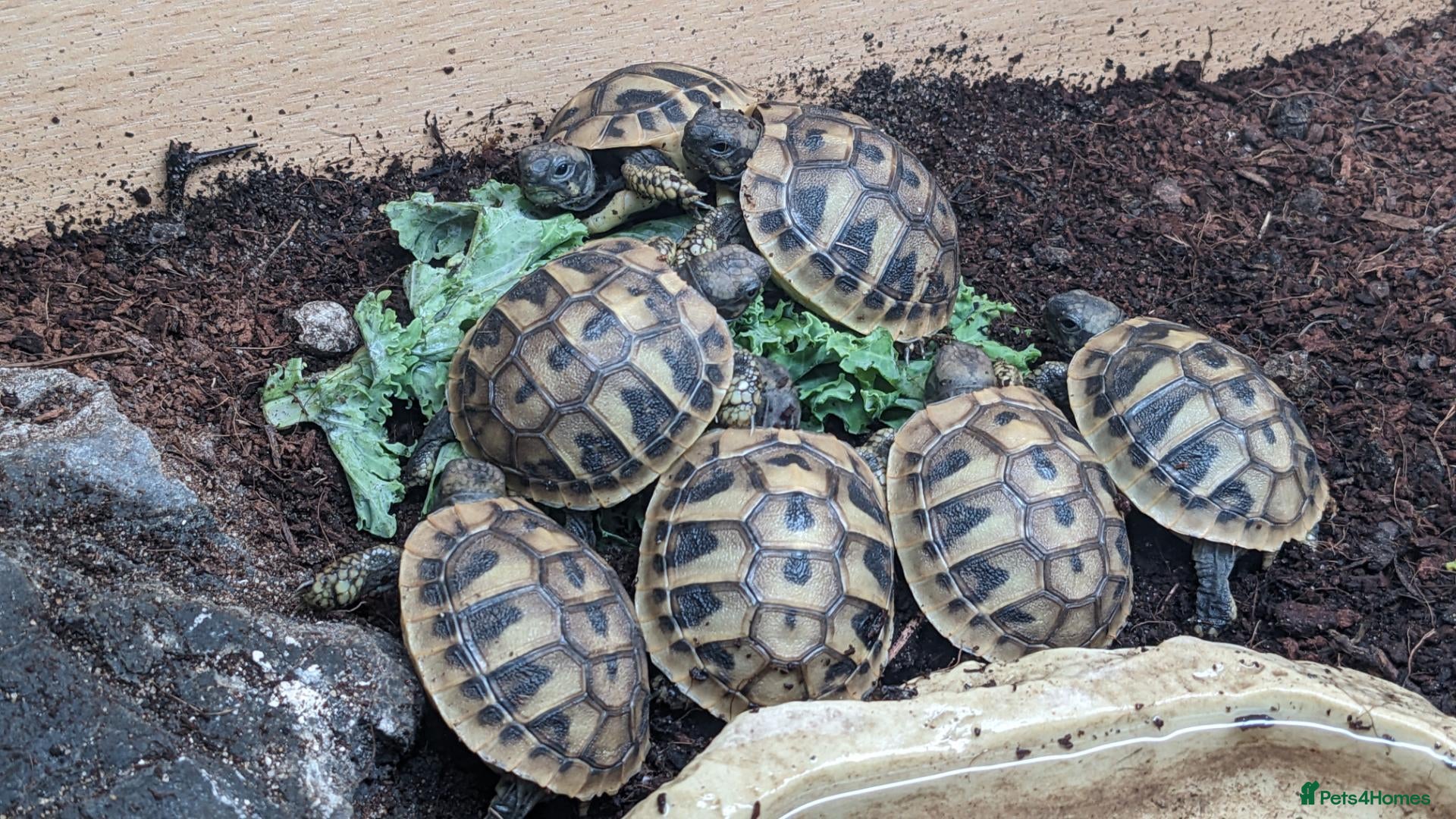 Hermann Tortoise reptiles Hermann tortises for sale  - Advert 3
