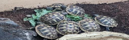 Hermann Tortoise reptiles for sale: Hermann tortoises for sale  - Advert 2
