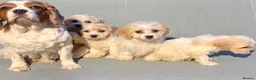 Cavapoo dogs for sale: Cutest little Cavapoo’s FULLY HEALTH checked - Advert 33