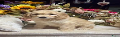 Mini Goldendoodle 11