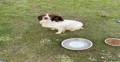 Cocker Spaniel dogs Two beautiful chocolate cocker spaniels for sale - Advert 1
