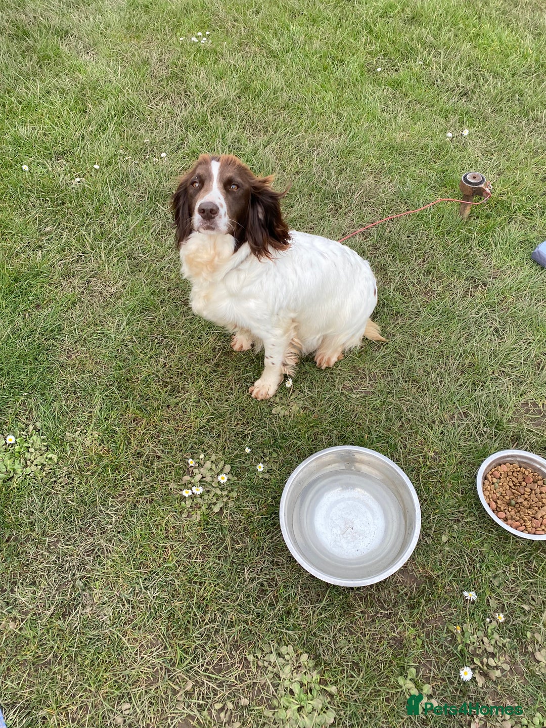 Cocker Spaniel dogs for sale: Two beautiful chocolate cocker spaniels for sale - Advert 2