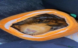 Guinea Pig rodents for sale: Milkshake and Mars looking for a loving home - Image 3