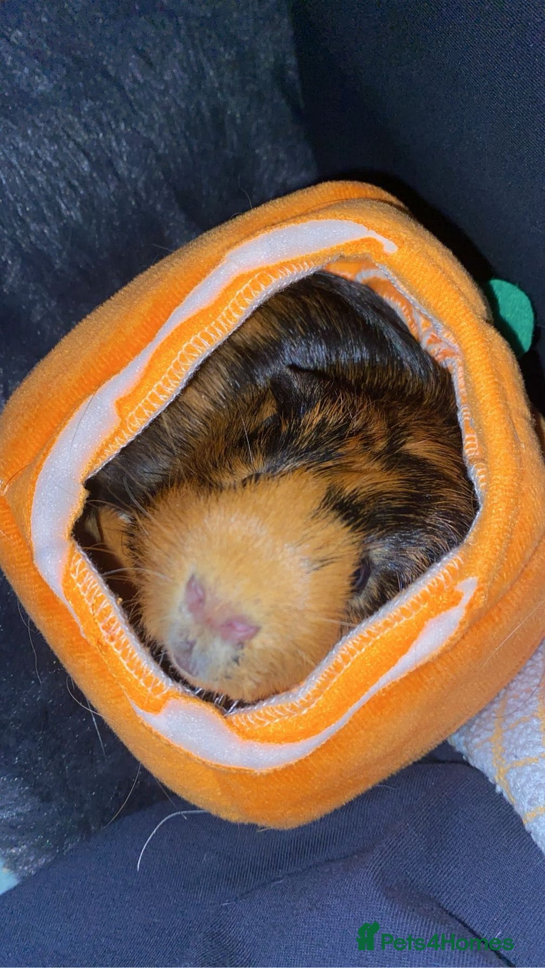 Guinea Pig rodents for sale: Milkshake and Mars looking for a loving home - Image 3