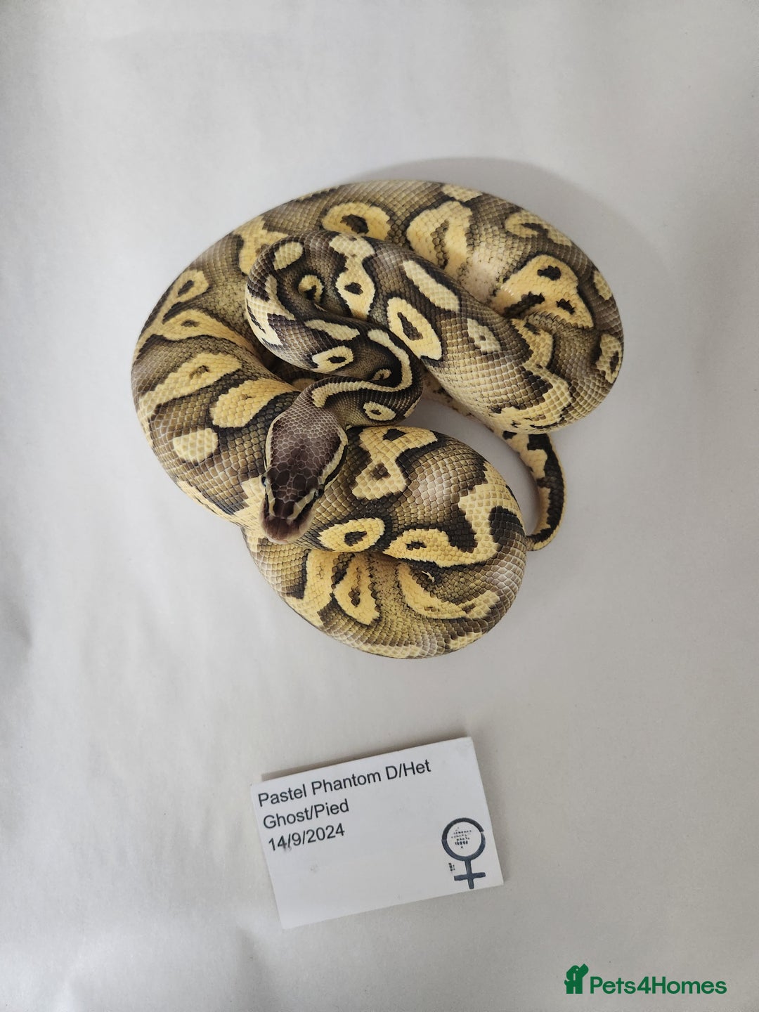 Python Snake reptiles for sale: Royal/Ball Pythons for sale - Image 3