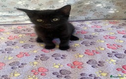 Mixed Breed cats for sale: Mixed breed adorable kittens in Waltham Cross - Image 36