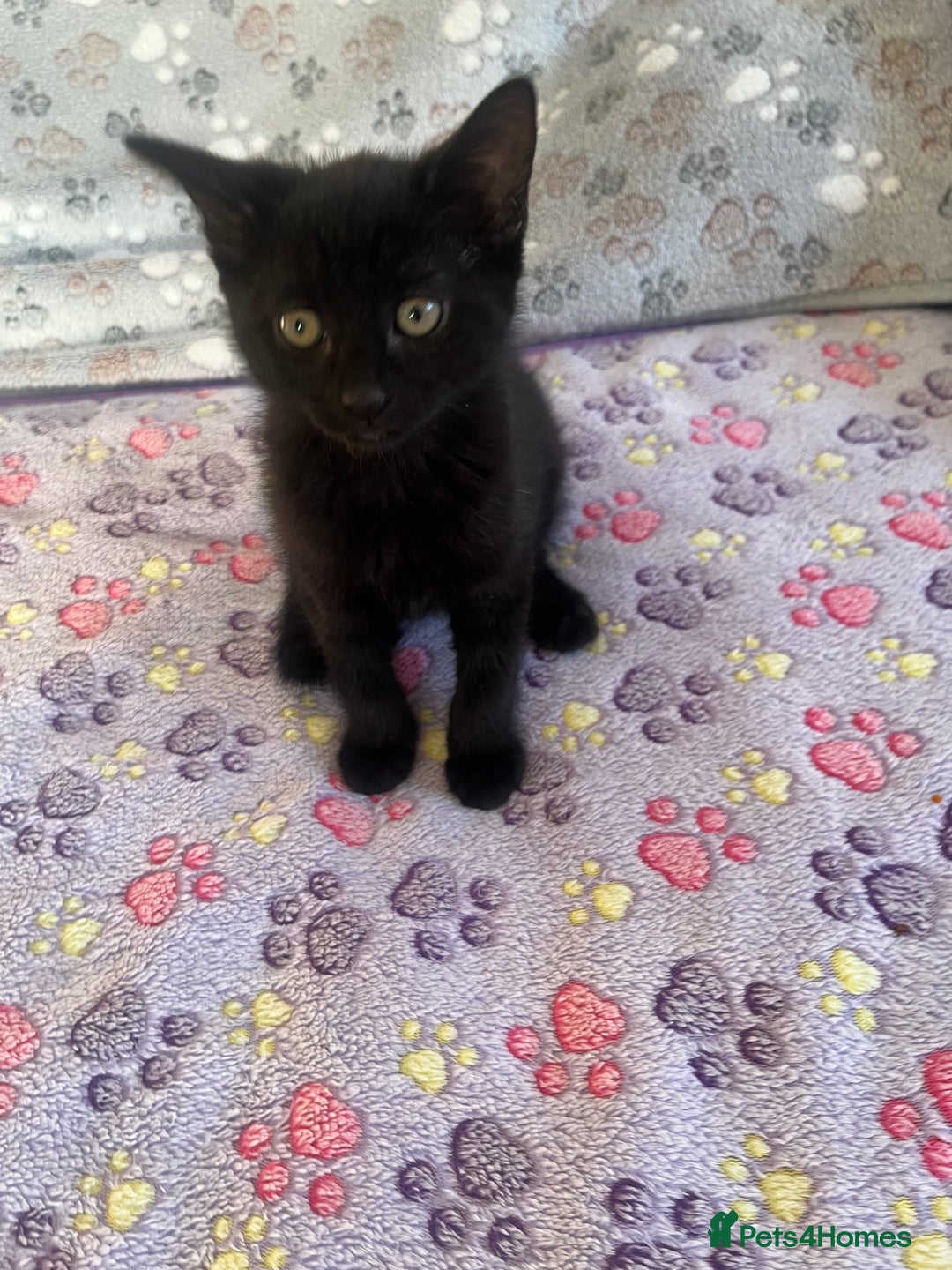 Mixed Breed cats for sale: Mixed breed adorable kittens in Waltham Cross - Image 36