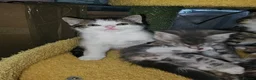 Domestic Shorthair cats for sale: **READY NOW^^* Happy, healthly, friendly kittens  - Advert 4