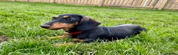 Dachshund dogs for sale: Dachshund puppies standard, smooth coat - Advert 2