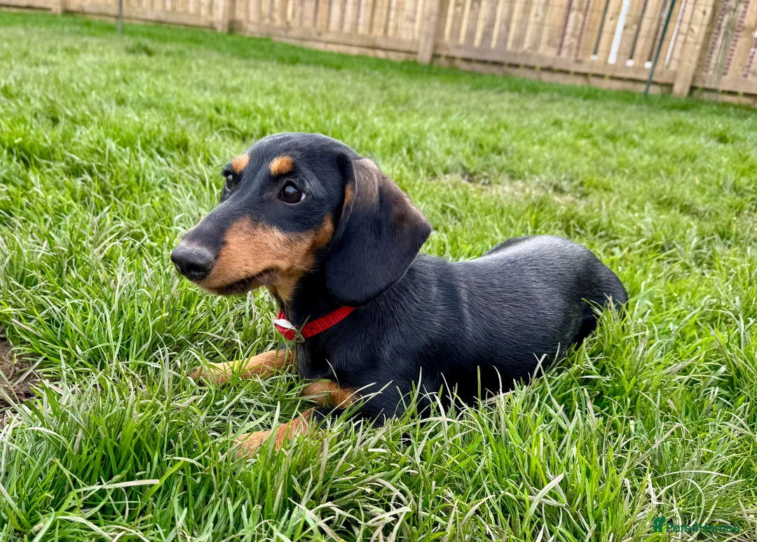 Dachshund dogs for sale: Dachshund puppies standard, smooth coat - Advert 2