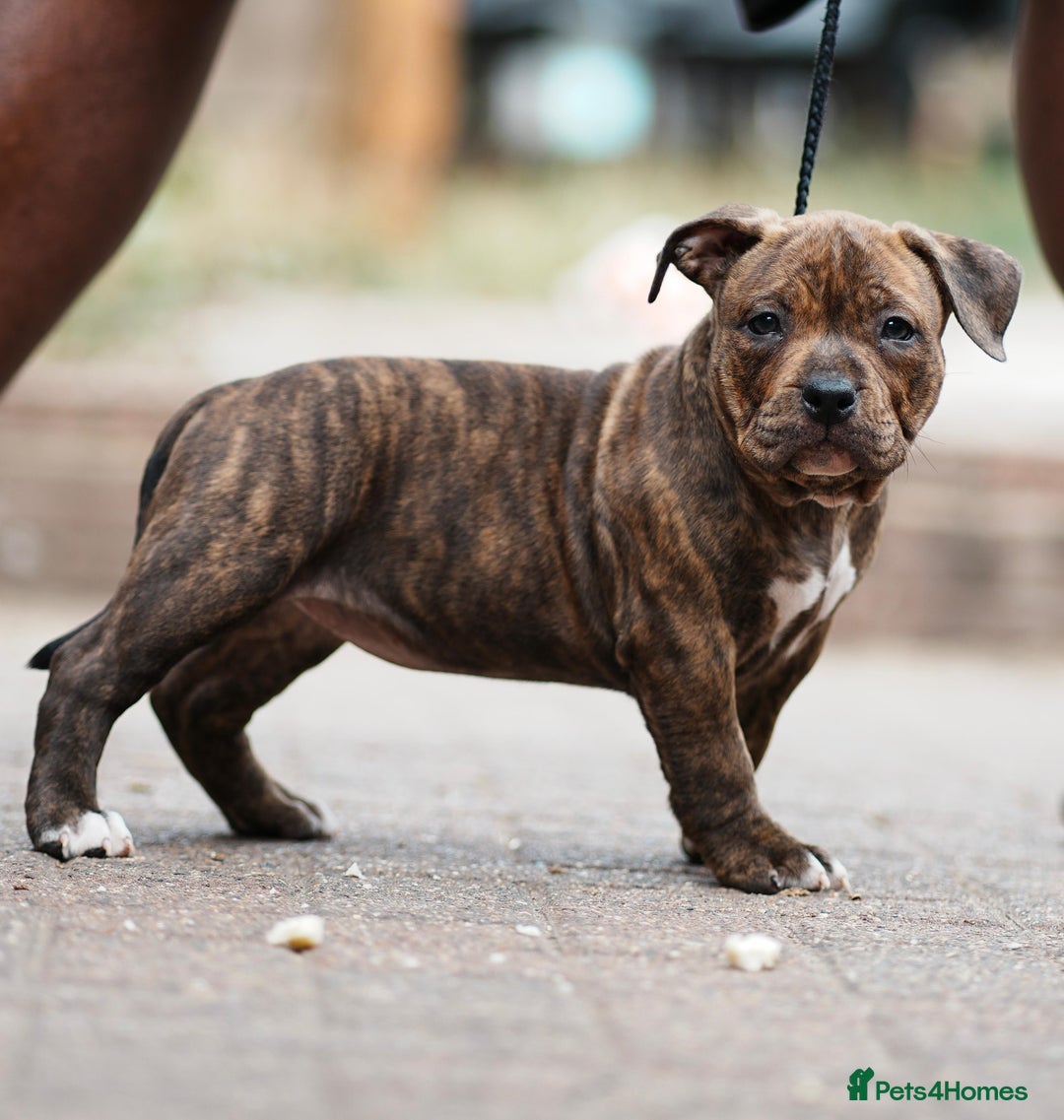 American Bully dogs for sale: Champion Bloodline American Pocket Bully Puppies - Image 33