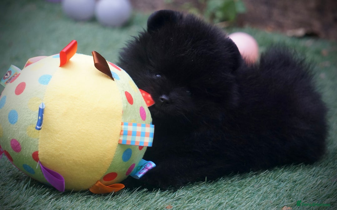 Pomeranian dogs for sale: ** TRUE TO TYPE BLACK POMERANIAN PUPPIES ** - Image 5