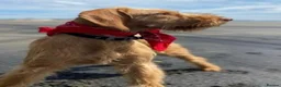 Hungarian Vizsla dogs for sale: Repeat mating of WH Hungarian vizsla pups for sale in Hartlepool - Advert 1