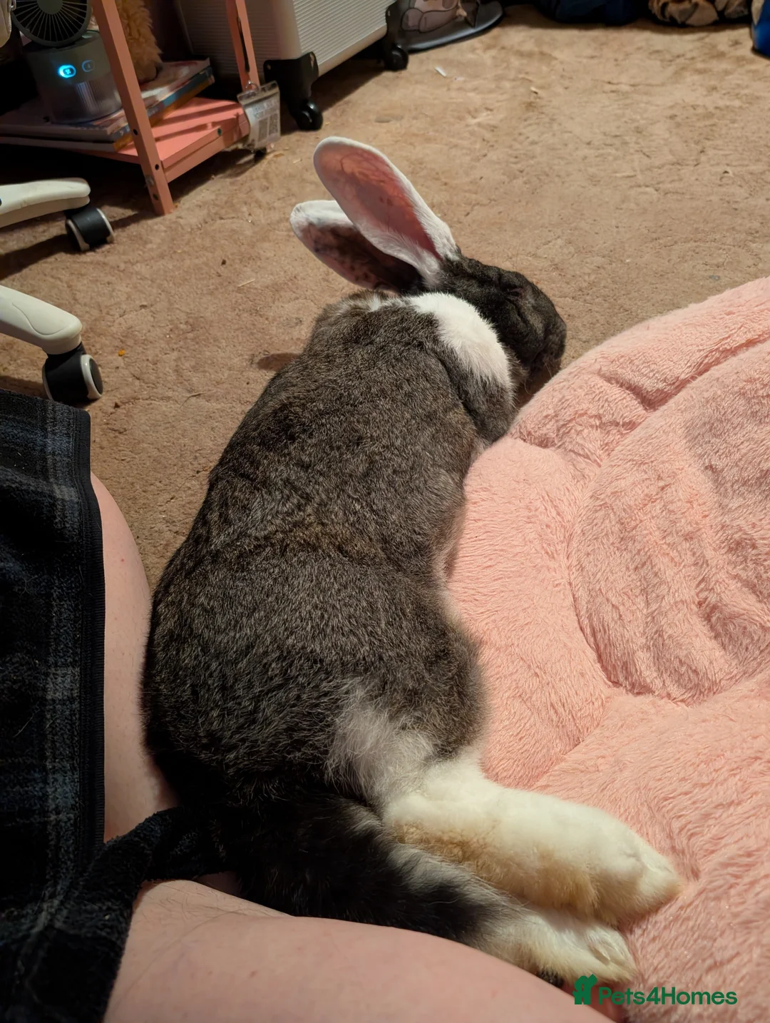 Continental Giant rabbits for sale: Continental giant Bunjovi - Advert 3