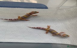 Leopard Gecko reptiles for sale: Leopard gecko babies cb25 - Image 10