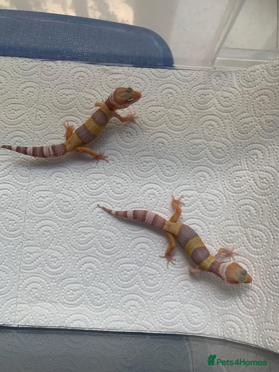 Leopard Gecko reptiles for sale: Leopard gecko babies cb25 - Image 10